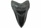 Serrated, Fossil Megalodon Tooth - South Carolina #231767-1